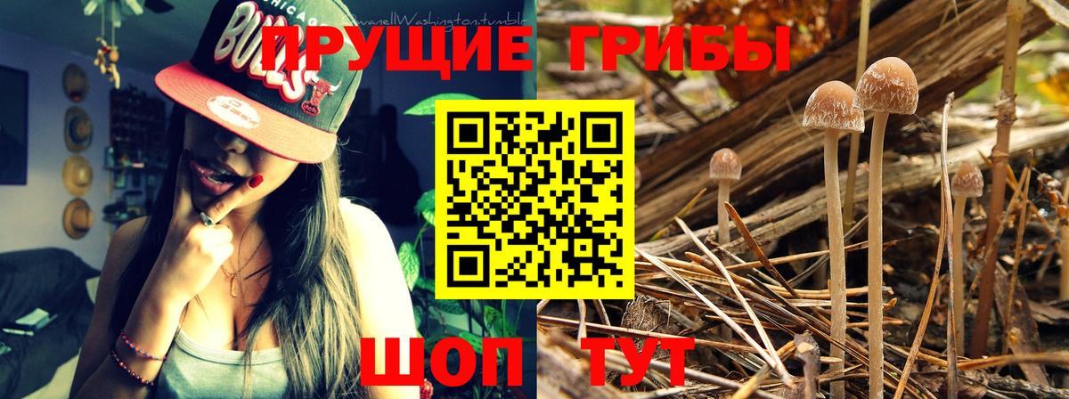 Псилоцибиновые грибы Cubensis Глазов